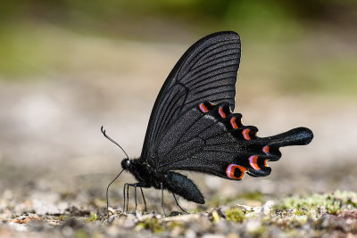Papilio bianor