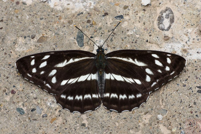 Neptis alwina