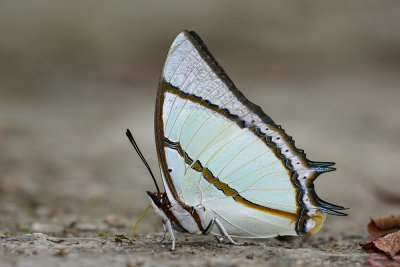 Polyura dolon