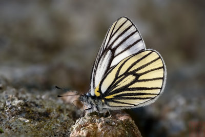 Pieris venata