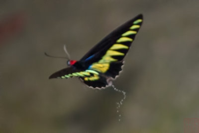 Trogonoptera brookiana albescens (Rajah Brooke's Birdwing) 