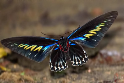 Trogonoptera brookiana albescens (Rajah Brooke's Birdwing) 