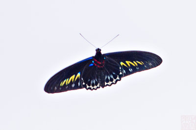 Trogonoptera brookiana albescens (Rajah Brooke's Birdwing) 