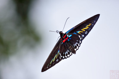 Trogonoptera brookiana albescens (Rajah Brooke's Birdwing) 