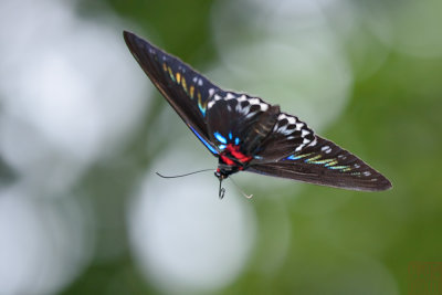 Trogonoptera brookiana albescens (Rajah Brooke's Birdwing) 