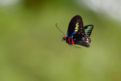 Trogonoptera brookiana albescens (Rajah Brooke's Birdwing) 