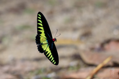 Trogonoptera brookiana albescens (Rajah Brooke's Birdwing) 