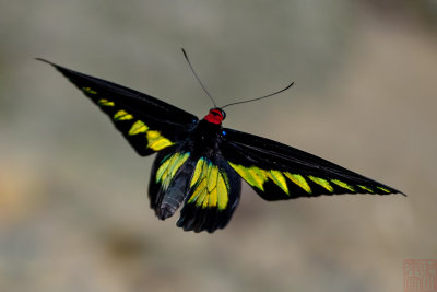 Trogonoptera brookiana albescens (Rajah Brooke's Birdwing) 