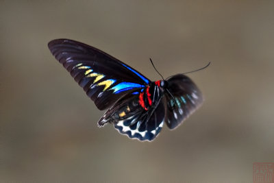 Trogonoptera brookiana albescens (Rajah Brooke's Birdwing) 