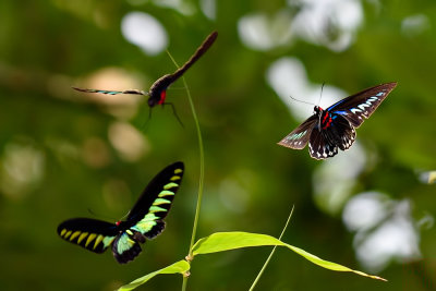 Trogonoptera brookiana albescens (Rajah Brooke's Birdwing) 