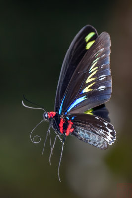 Trogonoptera brookiana albescens (Rajah Brooke's Birdwing) 