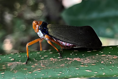 Polydictya basalis