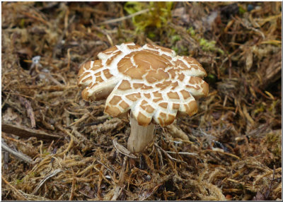 older Agrocybe praecox