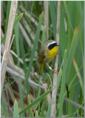 Common Yellowthroat