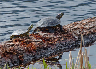 Red-eared Sliders