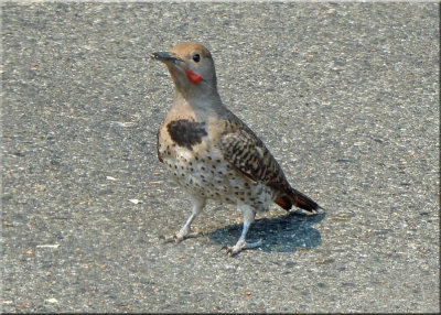 Juvenile Flicker