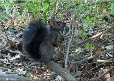 Black Squirrel