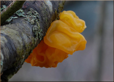 Witch's Butter