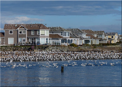 Seagull Heaven