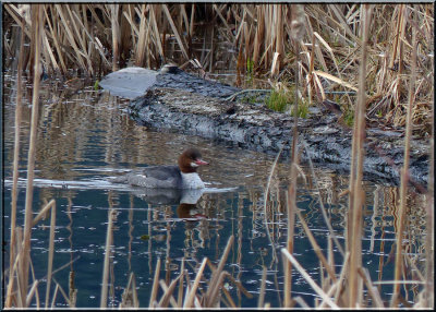 Mrs. Merganser