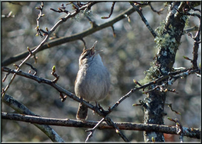 Bewick's Wren 