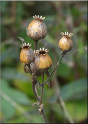 Silene latifolia seed pods