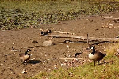 DSC_8415_geese.jpg