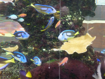 Tropical fish