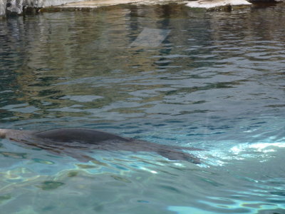 Patagolian sealion