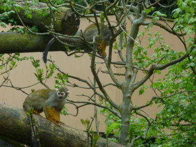 Squirrel monkeys