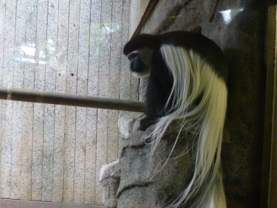 Black and white colobus
