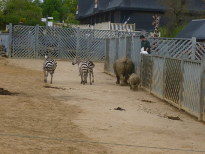 Kingdom of the Wild featuring zebras, white rhinos and giraffes