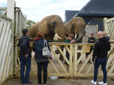 Feeding time for african elephants Opal and Tanya
