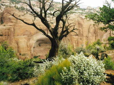 Walking in the Masa Verde NP. Cave contains remains of early Native American settlement