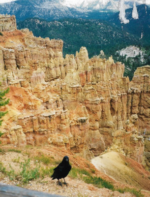 Raven at Bryce Canyon