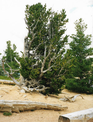 Bristlecone Pine