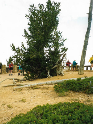 Another Bristlecone Pine