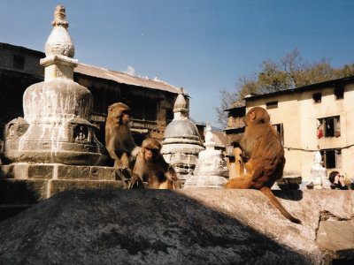 Monkey temple in Katmandu