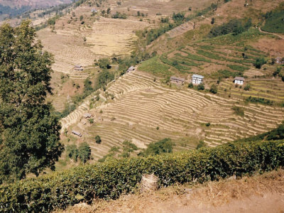 Nepalese terracing