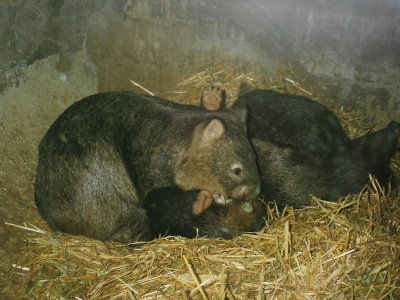 Wombats in Perth Zoo