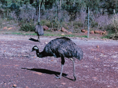 Emu in Perth Zoo
