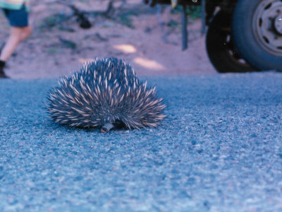 Echidna we passed on the roadside