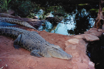 Saltwater crocodile. Taken at a crocodile farm.