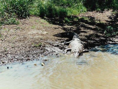 Saltwater crocodile seen from boat