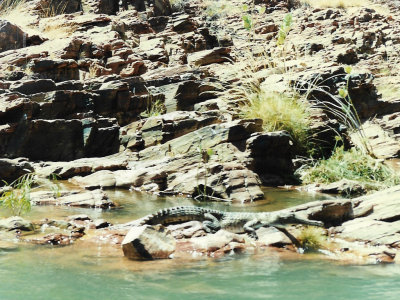 Freshwater crocodile sunning itself on bank