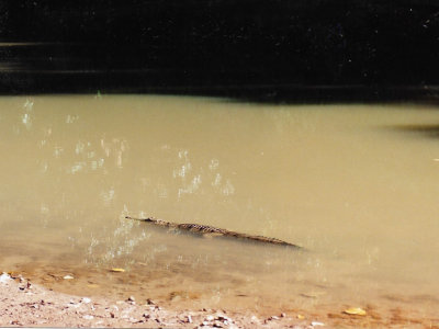 Freshwater crocodile in muddy river