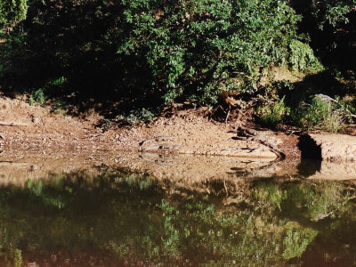 Freshwater crocodile on rocks