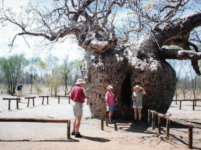 An Australian boab tree once used as a prison cell