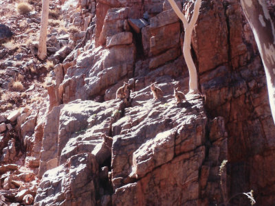 Rock wallabies at Kings Canyon