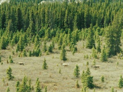 Caribou in Denali NP